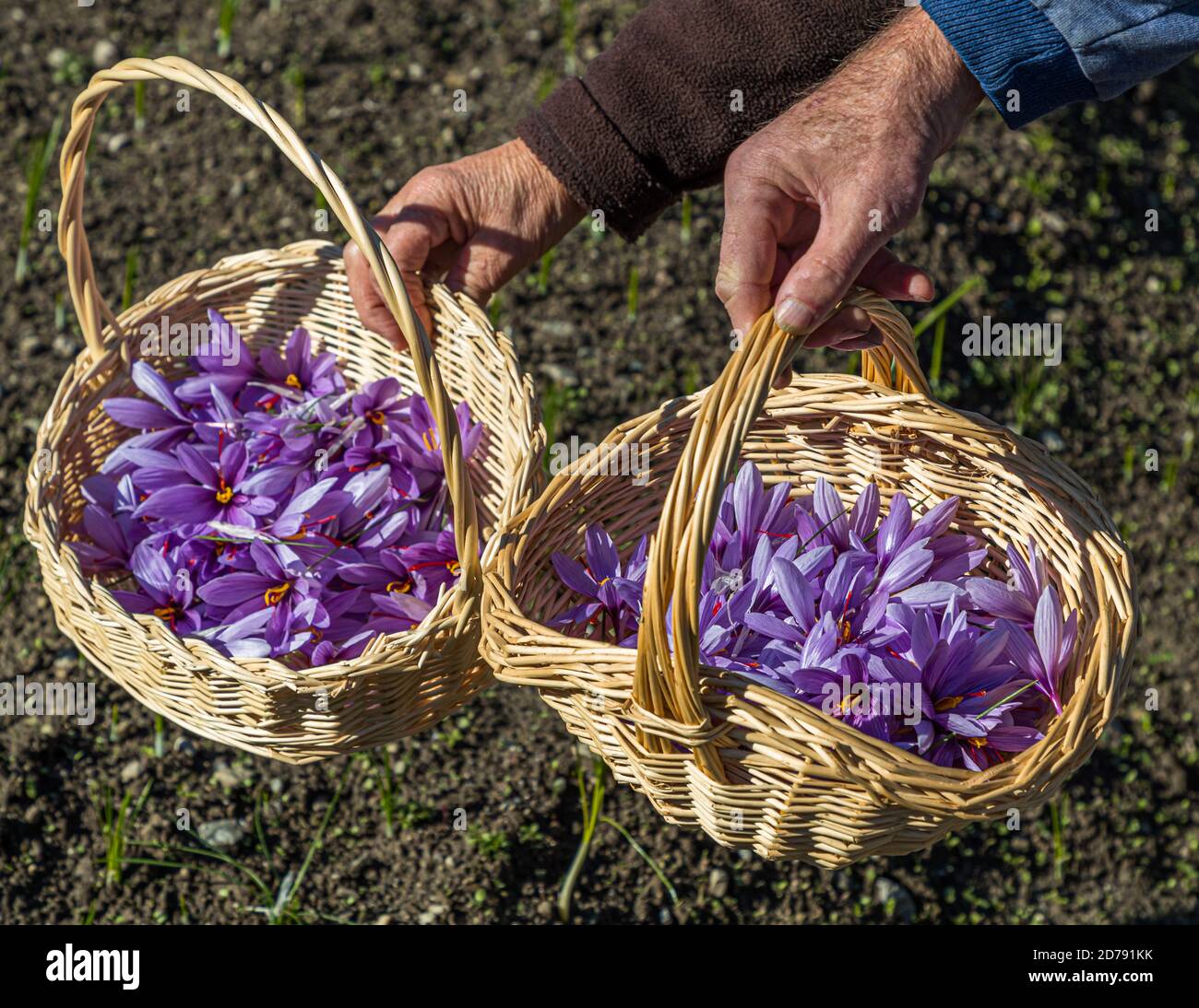 Saffron flowers are collected in small baskets. Saffron found its way to Valais in Switzerland in the Middle Ages. In the village of Mund, saffron is still grown on very small areas and harvested between October and November. Saffron harvest and processing in Mund, Naters, Switzerland Stock Photo