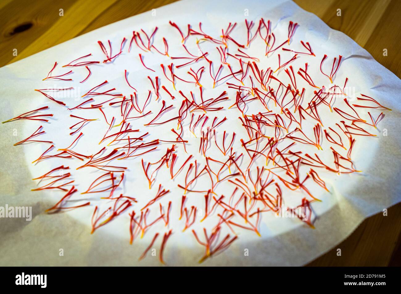 Saffron harvest and processing in Mund, Naters, Switzerland. The daily yield is dried in the house and reduces its weight to one third within a day Stock Photo
