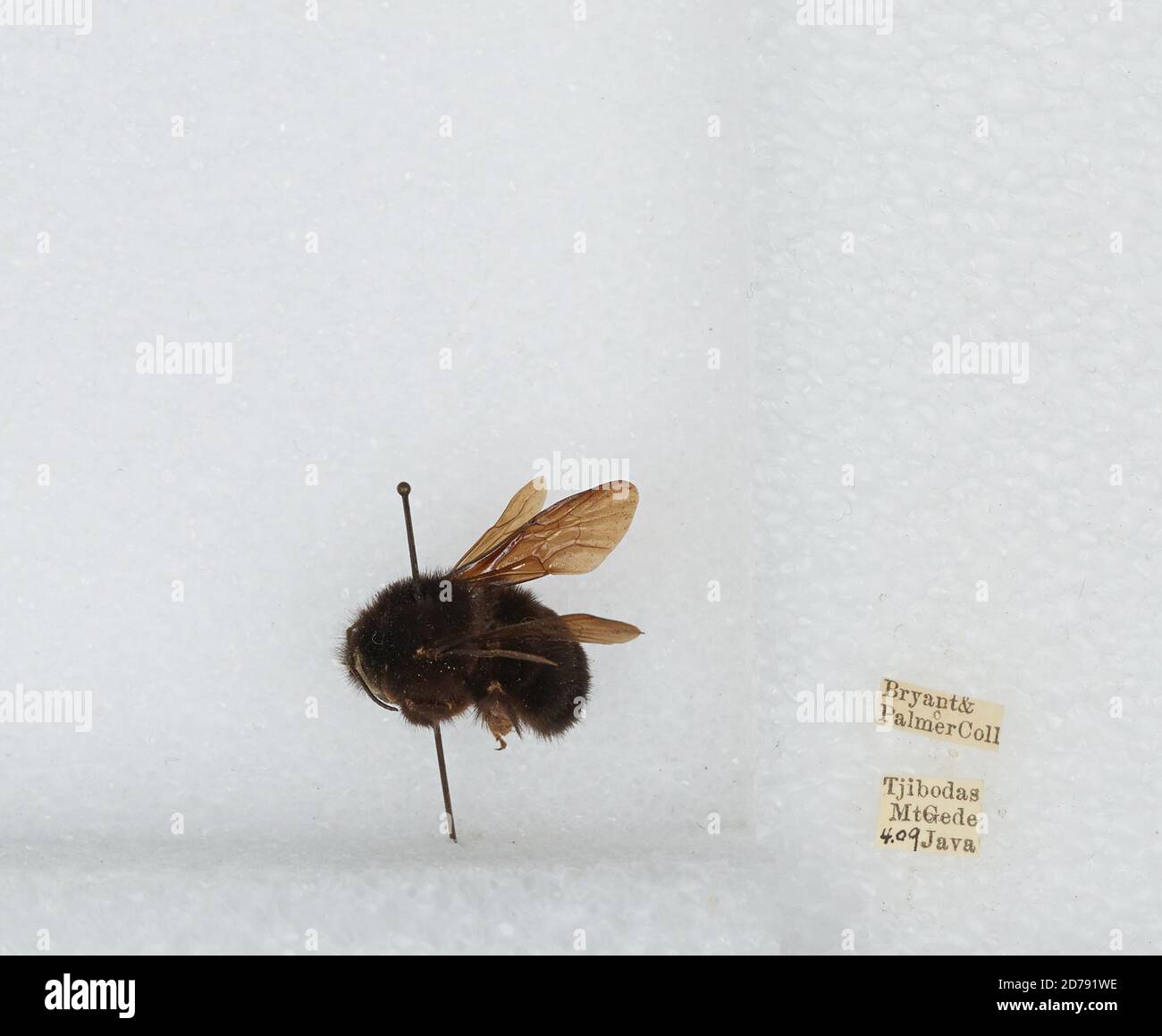 Tjibodas, Mount Gede, West Java, Indonesia, Bombus (Rufipedibombus ...
