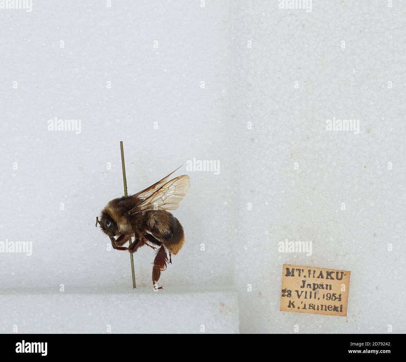 Mt. Haku, Japan, Bombus sp., Animalia, Arthropoda, Insecta, Hymenoptera ...