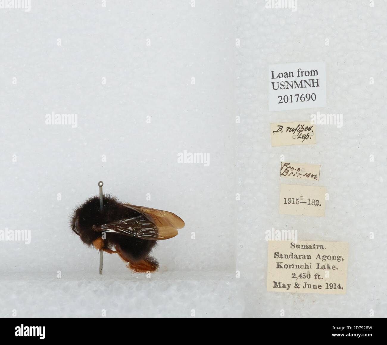 Sandaran Agong, Korinchi Lake, Sumatra, Indonesia, Bombus ...
