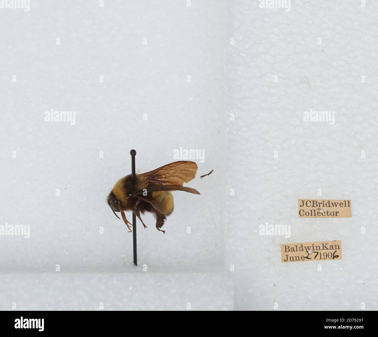 Baldwin, Douglas, Kansas, United States, Bombus (Fervidobombus ...