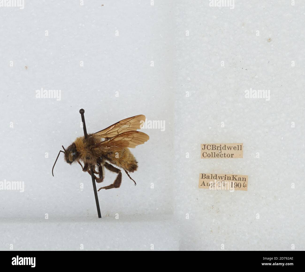 Baldwin, Douglas, Kansas, United States, Bombus (Fervidobombus ...