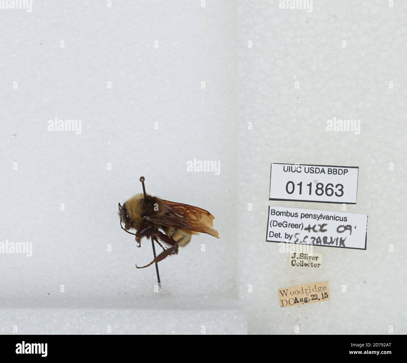 Woodridge, District Of Columbia, United States, Bombus (Fervidobombus) pensylvanicus