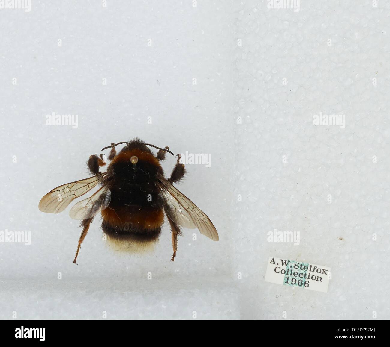 Bombus sp., Animalia, Arthropoda, Insecta, Hymenoptera, Apidae, Apinae ...