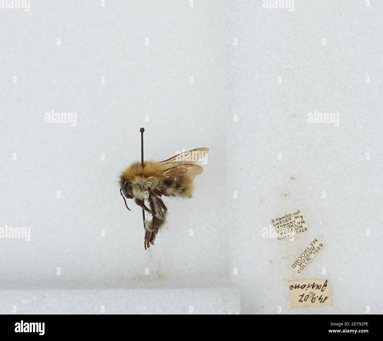 Sweden or Germany, Bombus sp., Animalia, Arthropoda, Insecta ...