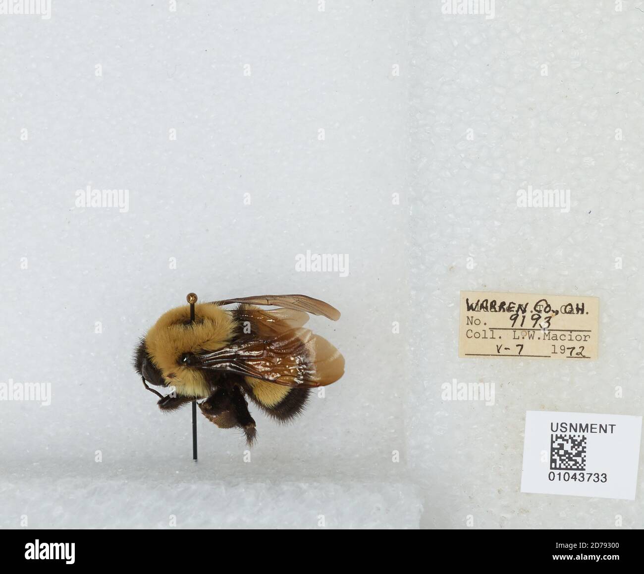 Warren, Ohio, United States, Bombus (Bombus) affinis Cresson, Animalia ...