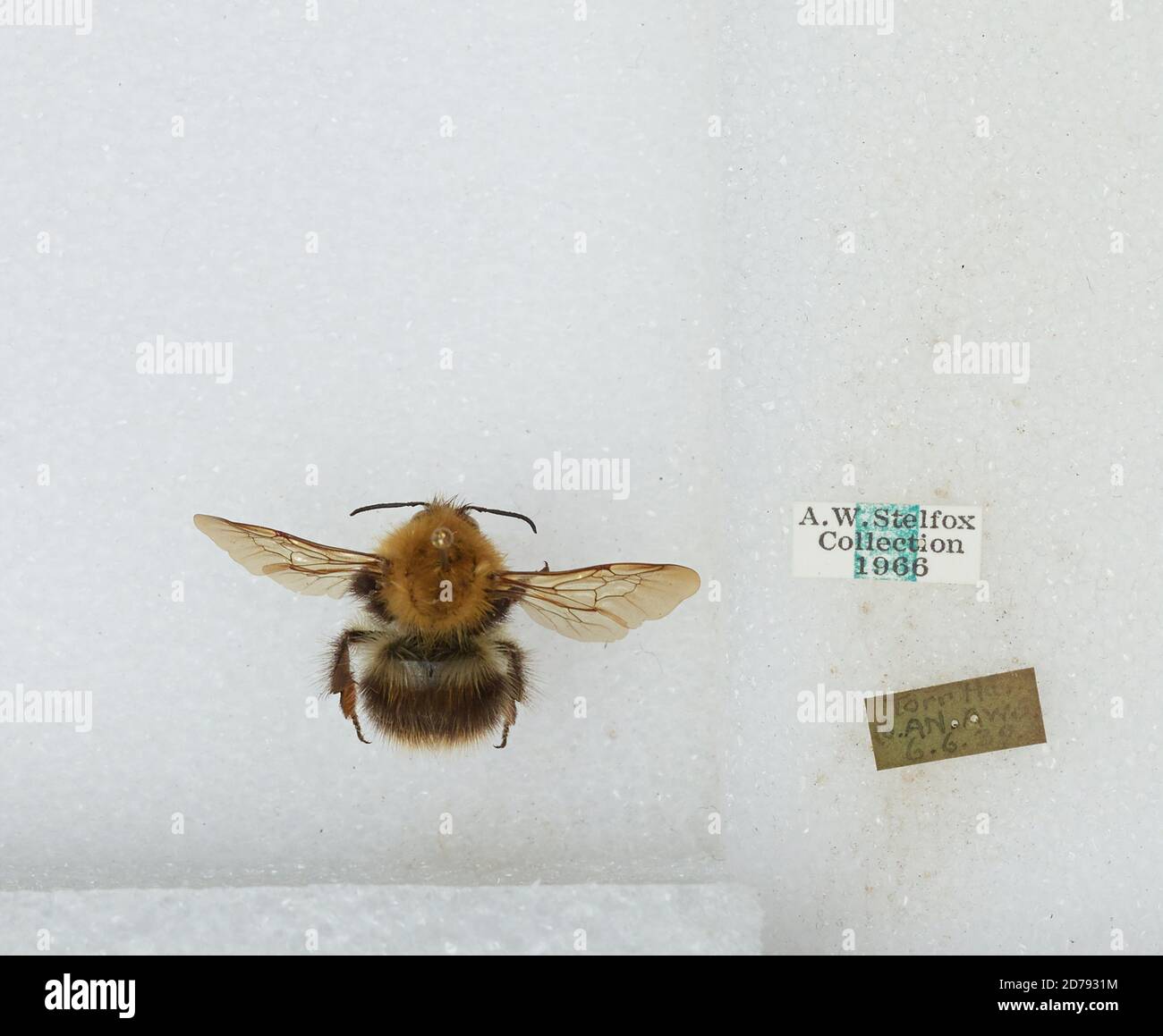 Torr Insec Torr ha hi-res stock photography and images - Alamy