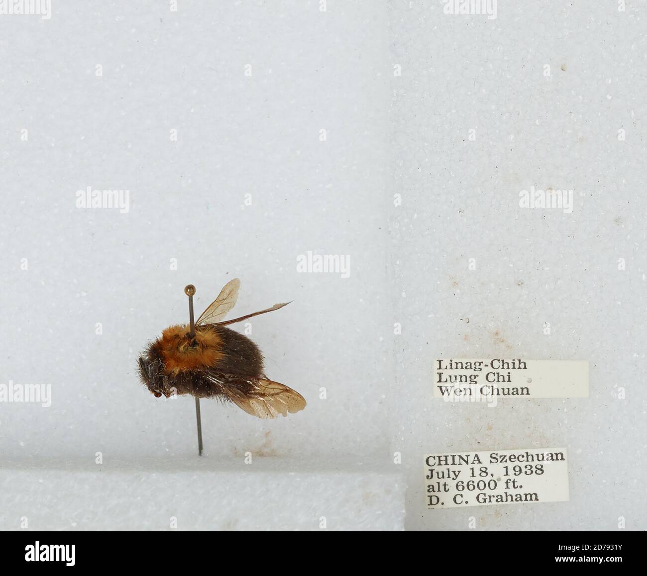 Linag-Chih, Lung Chi, Wenchuan Xian, Sichuan, China, Bombus sp ...