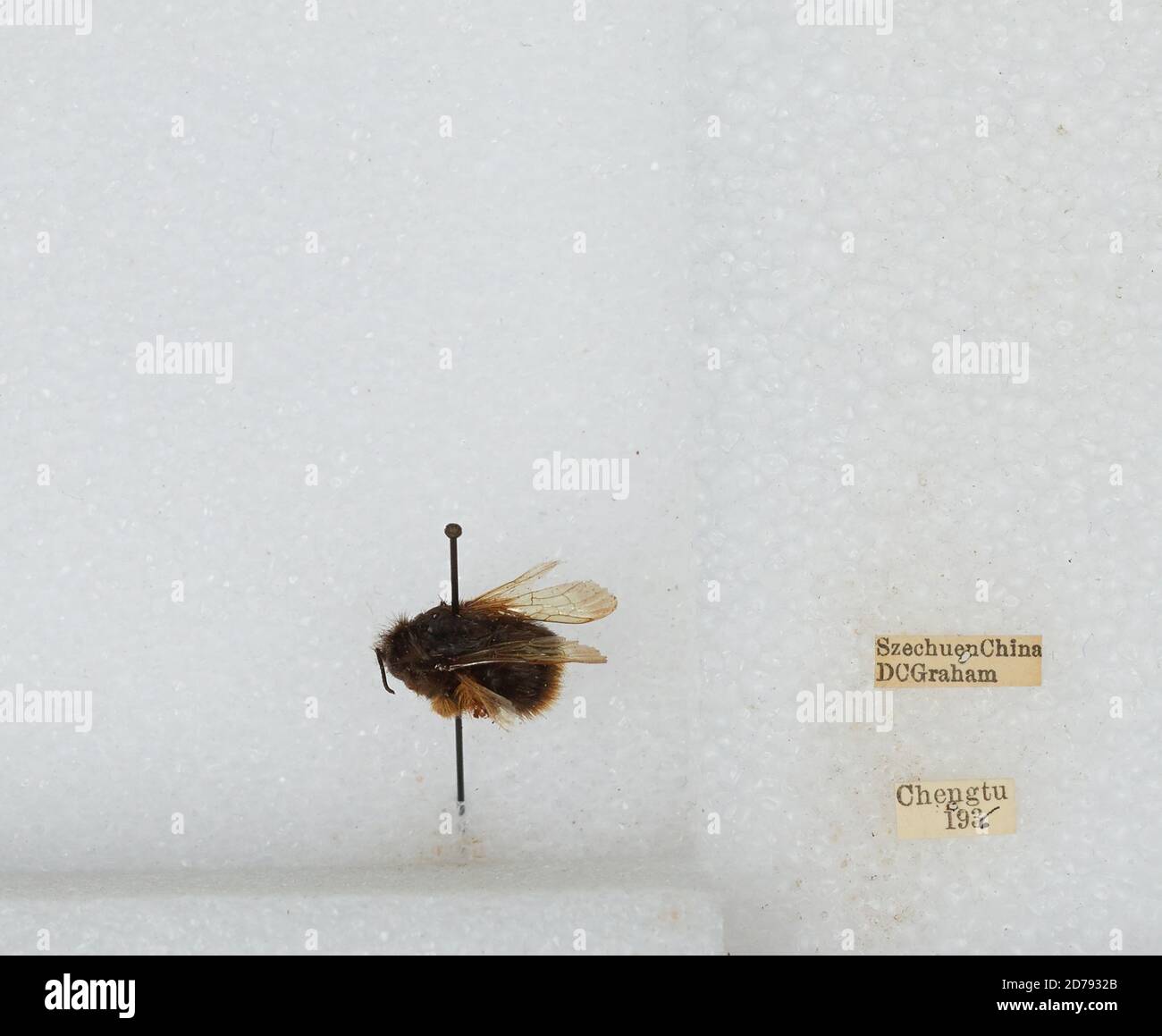 Chengdu Insects Chengdu, Sichuan, China, Bombus sp., Animalia, Arthropoda, Insecta ...