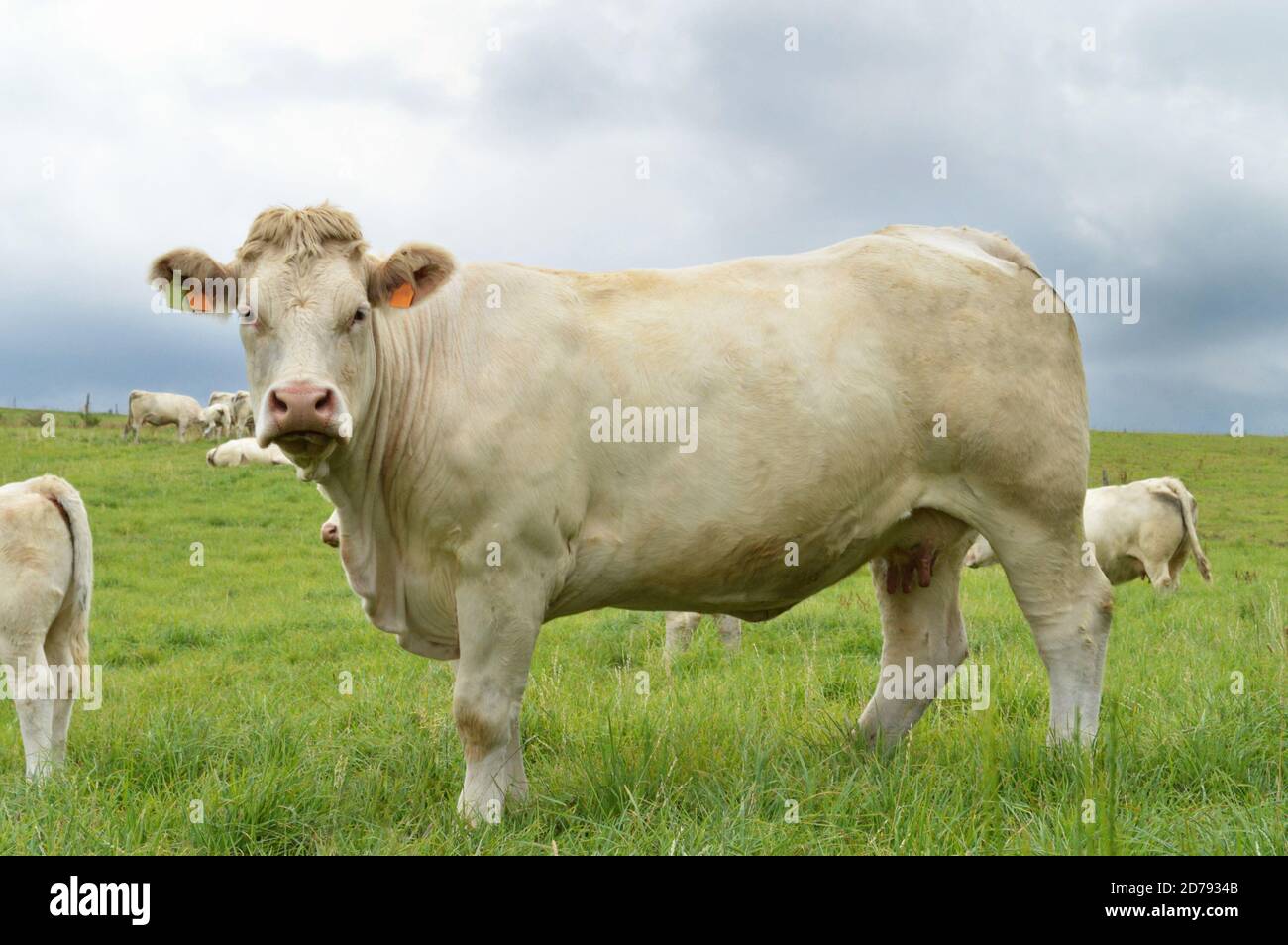 Pregnant cow hires stock photography and images Alamy