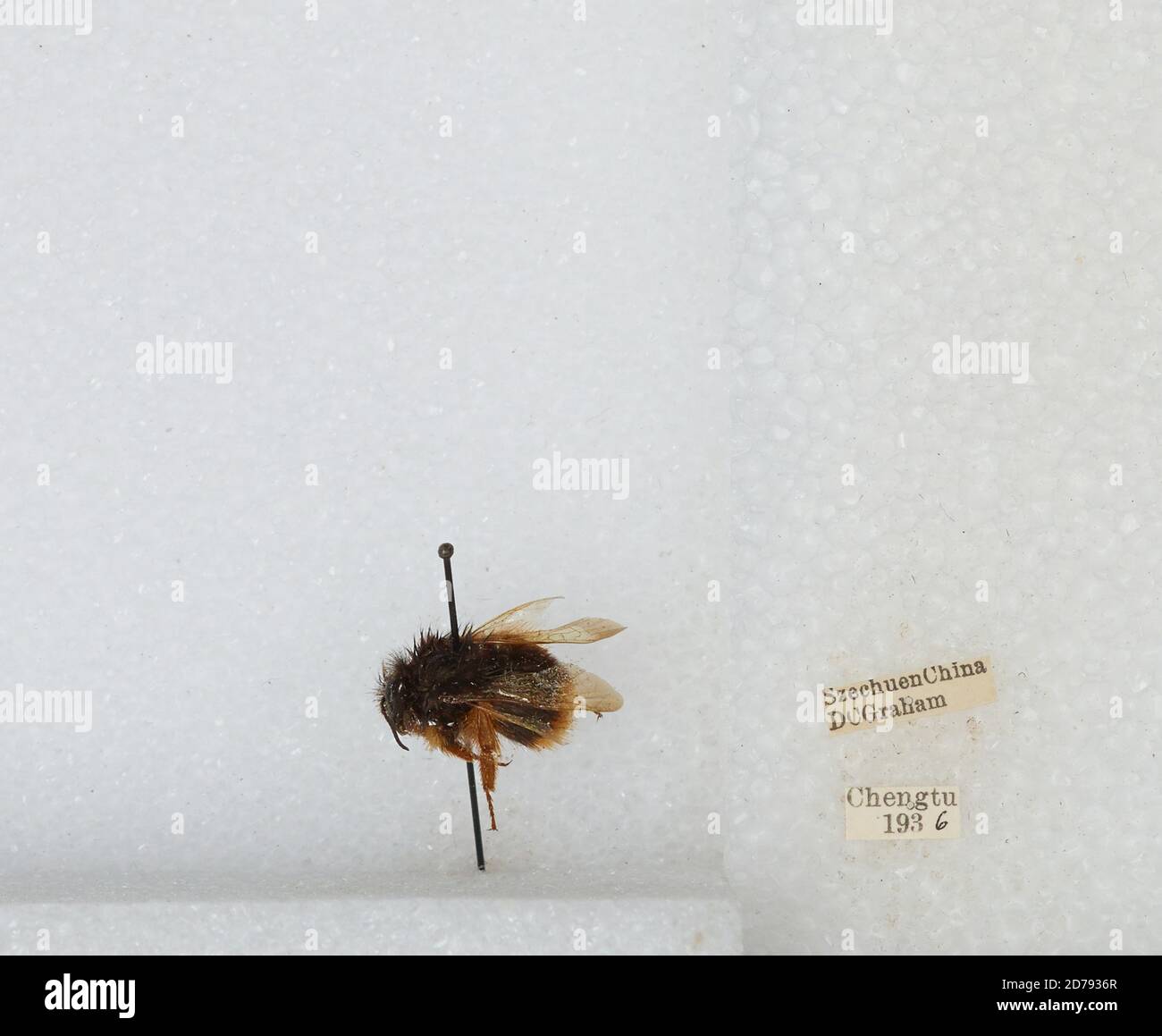 Chengdu Insects Chengdu, Sichuan, China, Bombus sp., Animalia, Arthropoda, Insecta ...