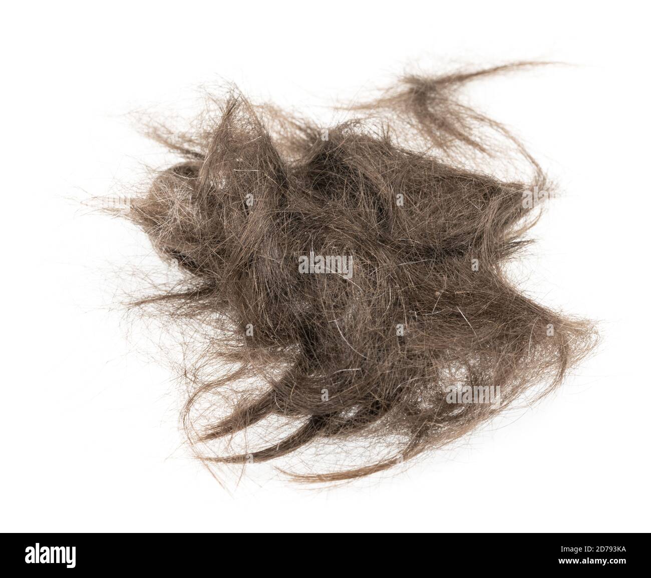 Hair Bundle Isolated On White Background Tuft Hair Close Up Stock Photo Alamy