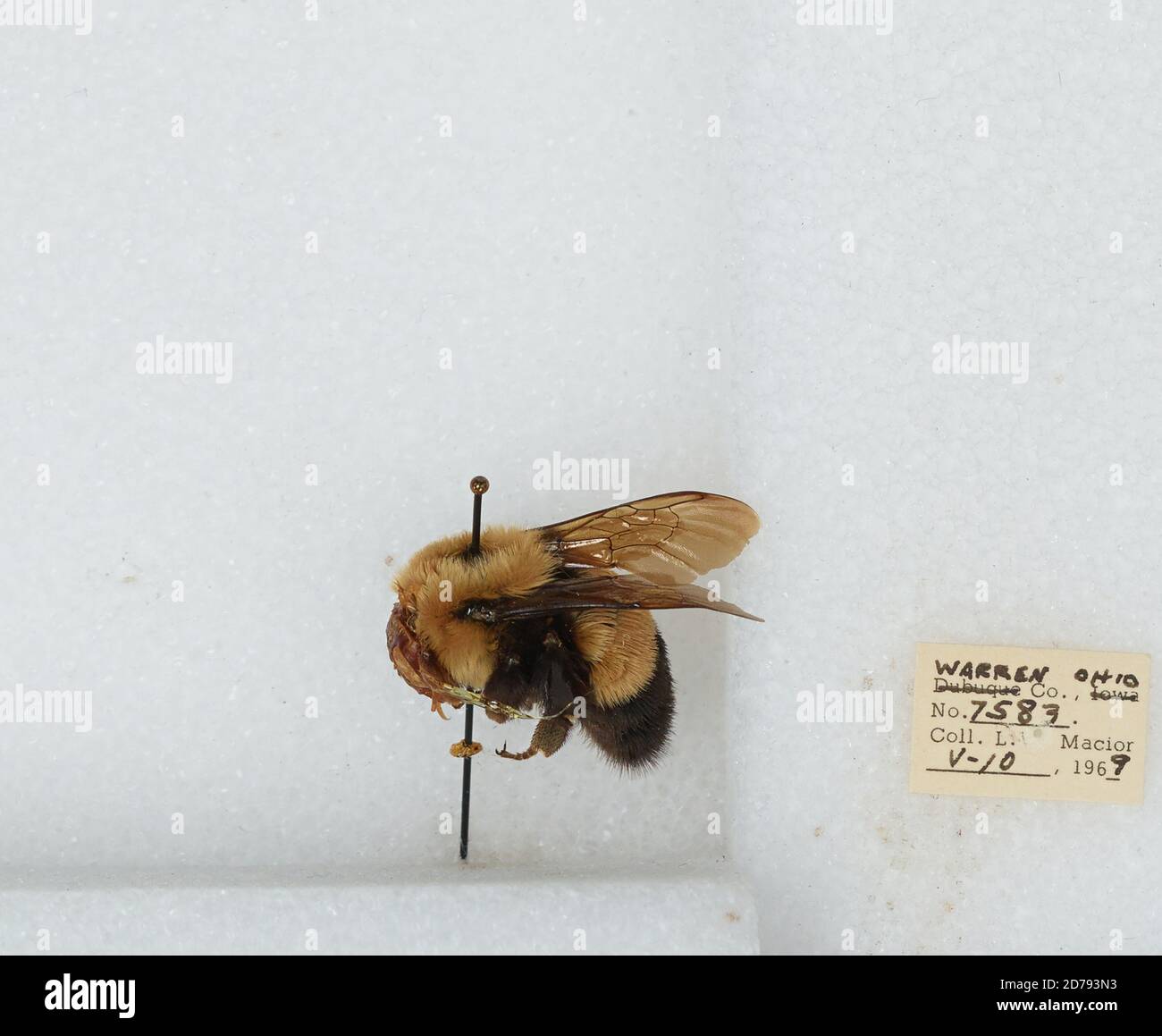 Warren, Ohio, United States, Bombus (Bombus) affinis Cresson, Animalia ...