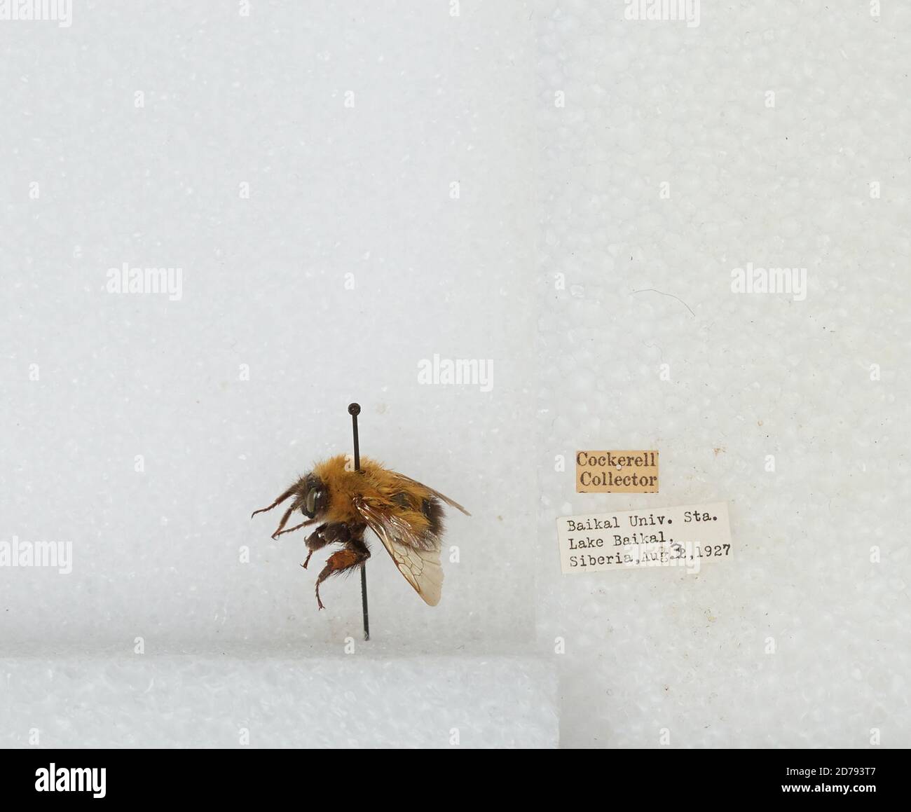 Baikal University Station, Lake Baikal, Siberia, Russia, Bombus sp ...