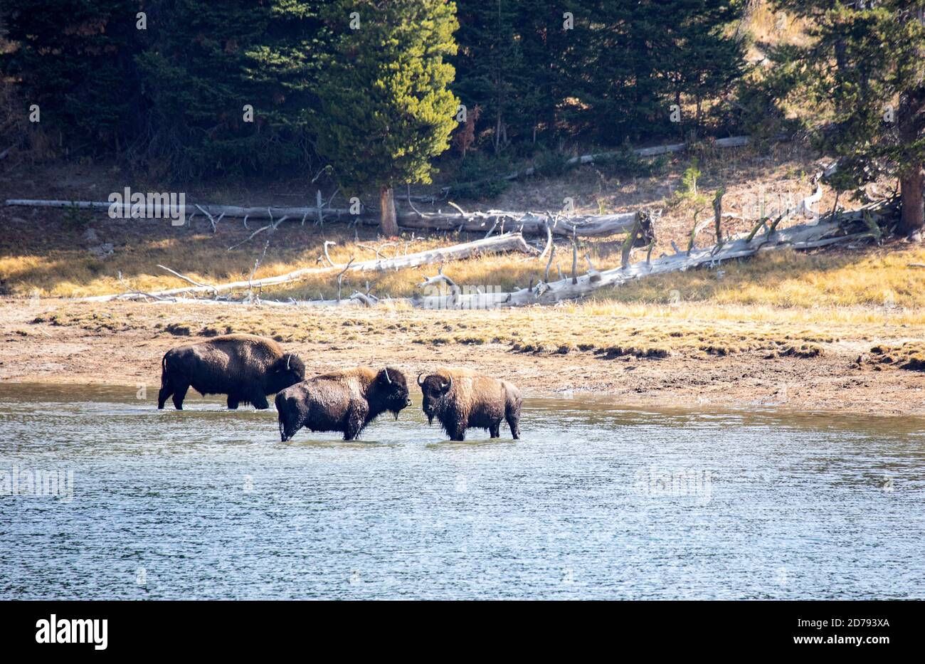 Yellowstone bison in nature hi-res stock photography and images - Alamy
