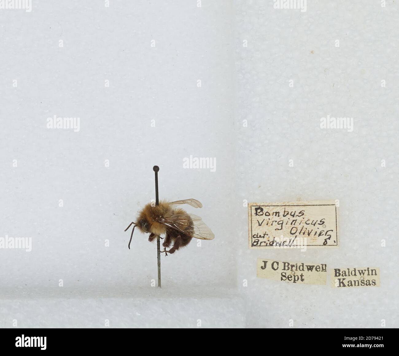 Baldwin, Douglas, Kansas, United States, Bombus sp., Animalia ...