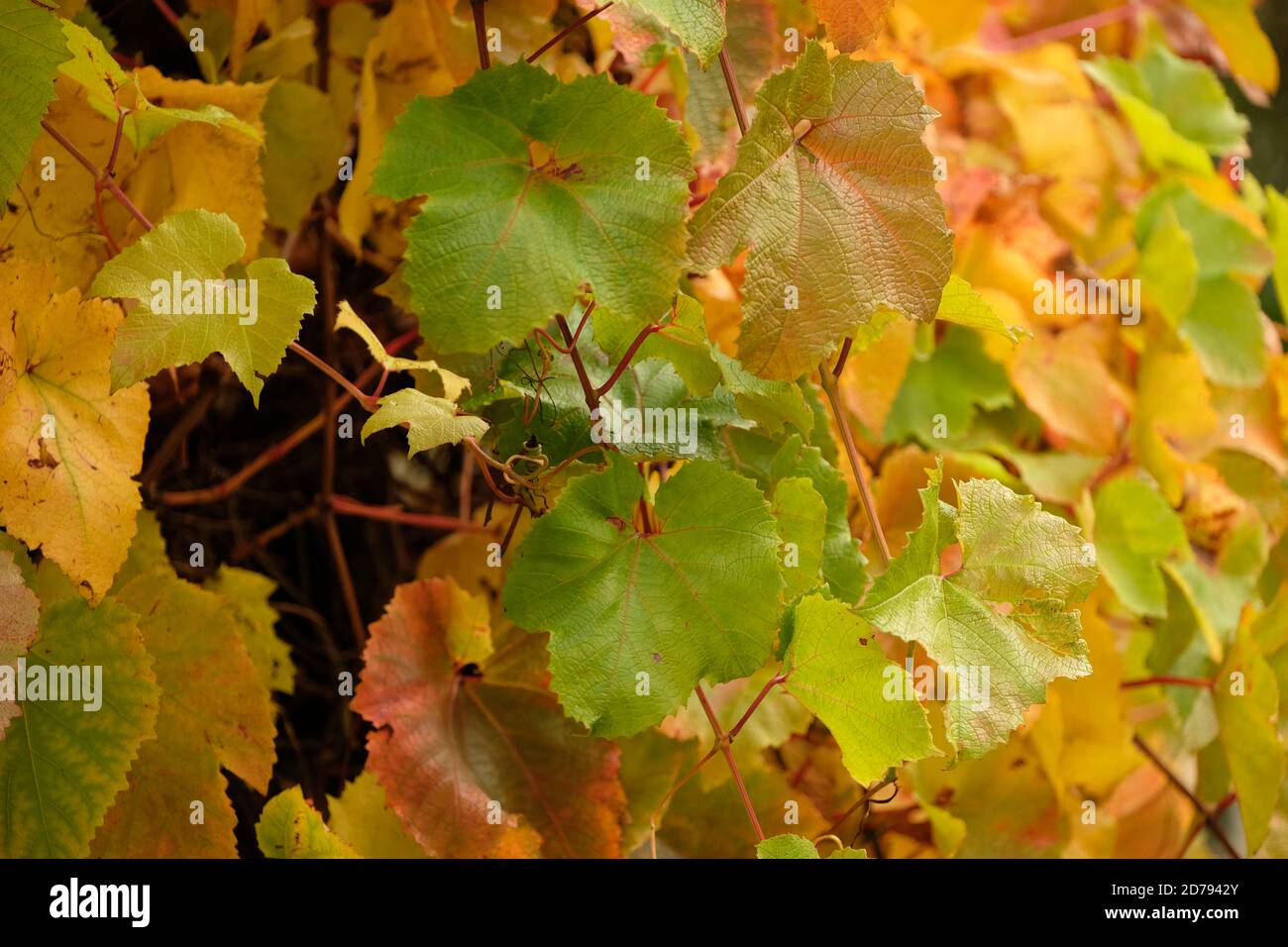 Parthenocissus quinquefolia (Virginia Creeper, Virginia-creeper, Woodbine)