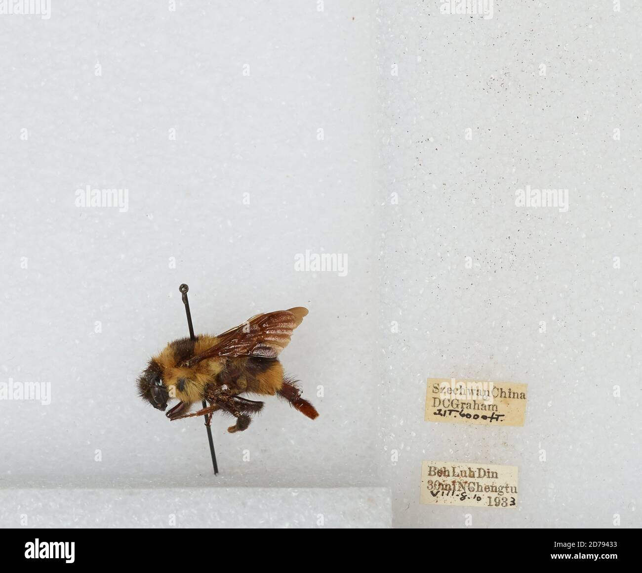 Beh Luh Din 30 miles North Chengdu, Sichuan, China, Bombus sp ...