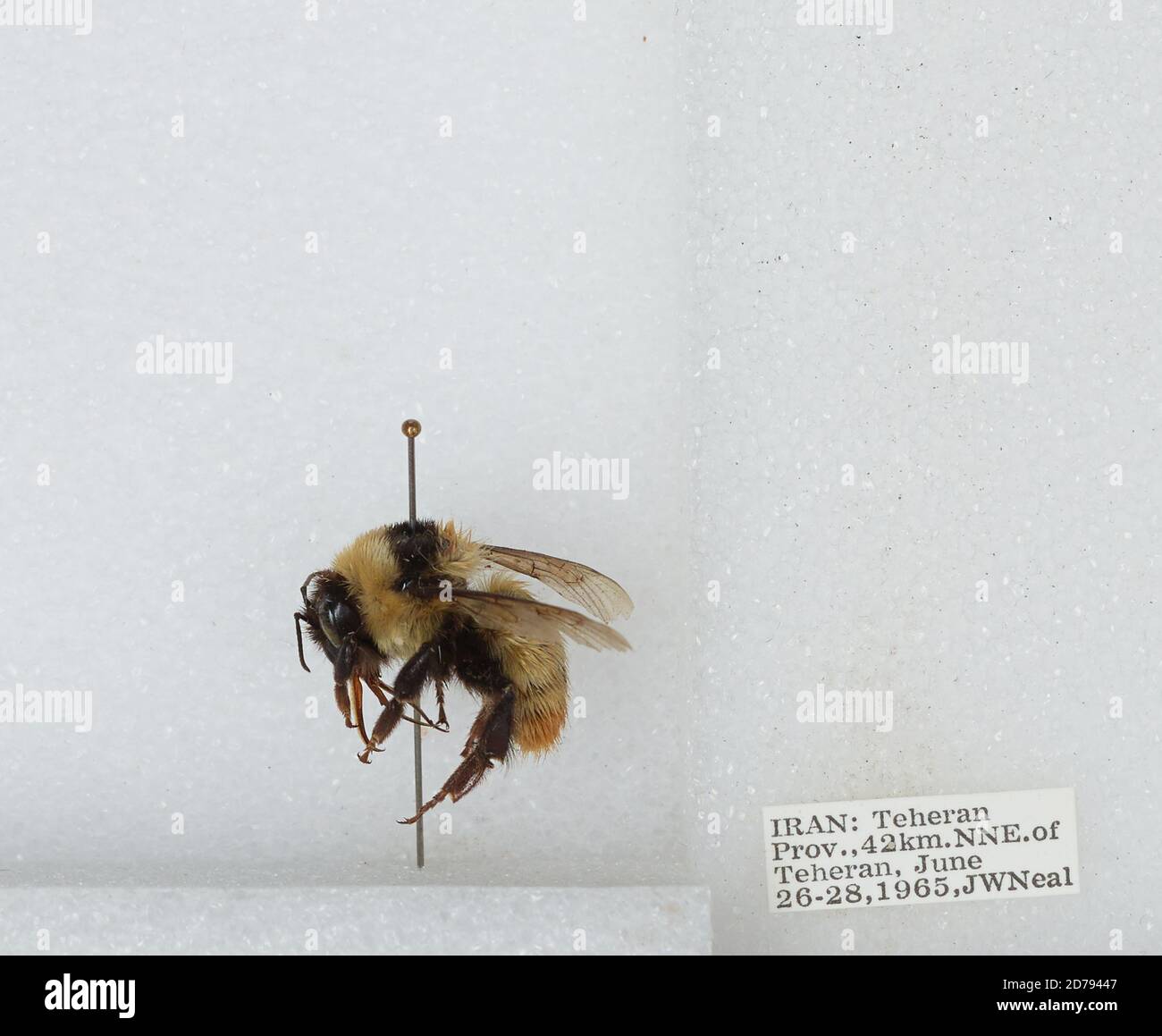 Iran Insects 42km NNE of Tehran, Tehran, Iran, Bombus sp., Animalia, Arthropoda ...