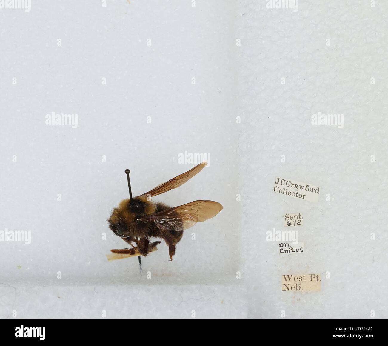 West Point, Cuming, Nebraska, United States, Bombus (Psithyrus ...