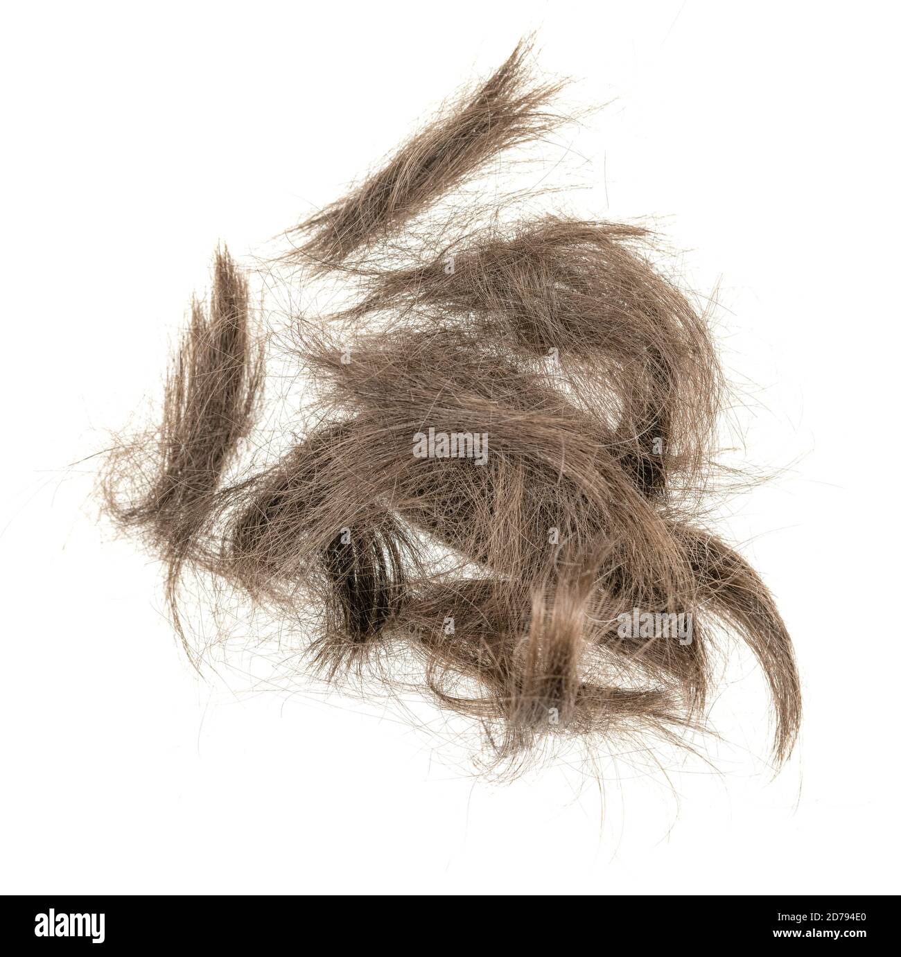 Hair bundle isolated on white background. tuft hair closeup Stock