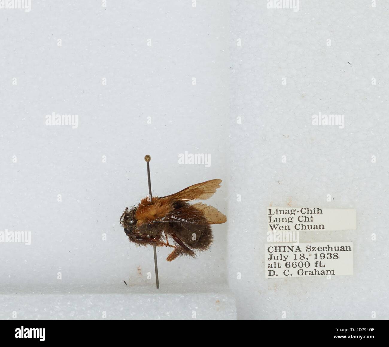 Linag-Chih, Lung Chi, Wen Chuan, Wenchuan Xian, Sichuan, China, Bombus ...