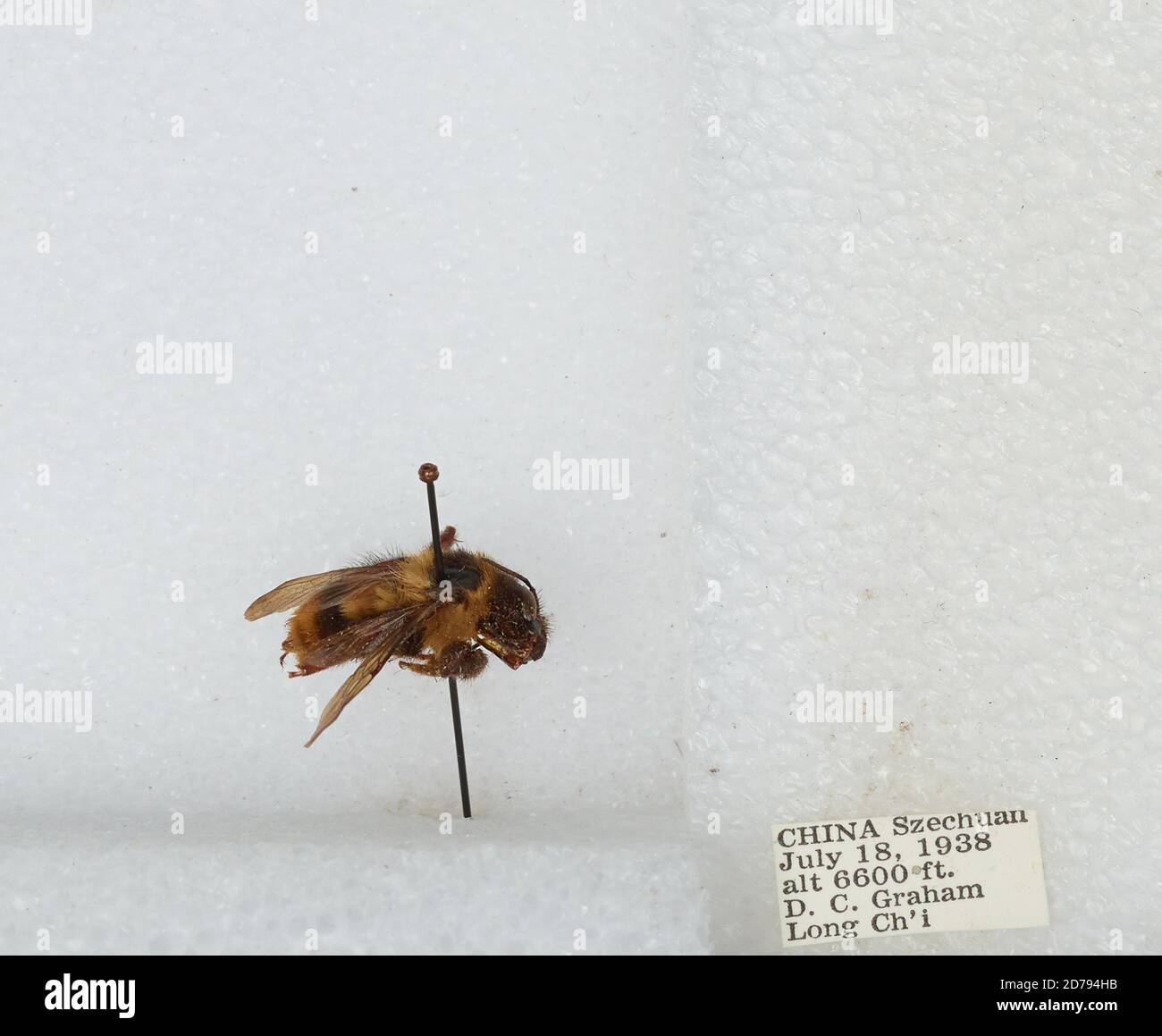 Chi Yan Insect Long Ch'i, Sichuan, China, Bombus sp., Animalia, Arthropoda, Insecta ...