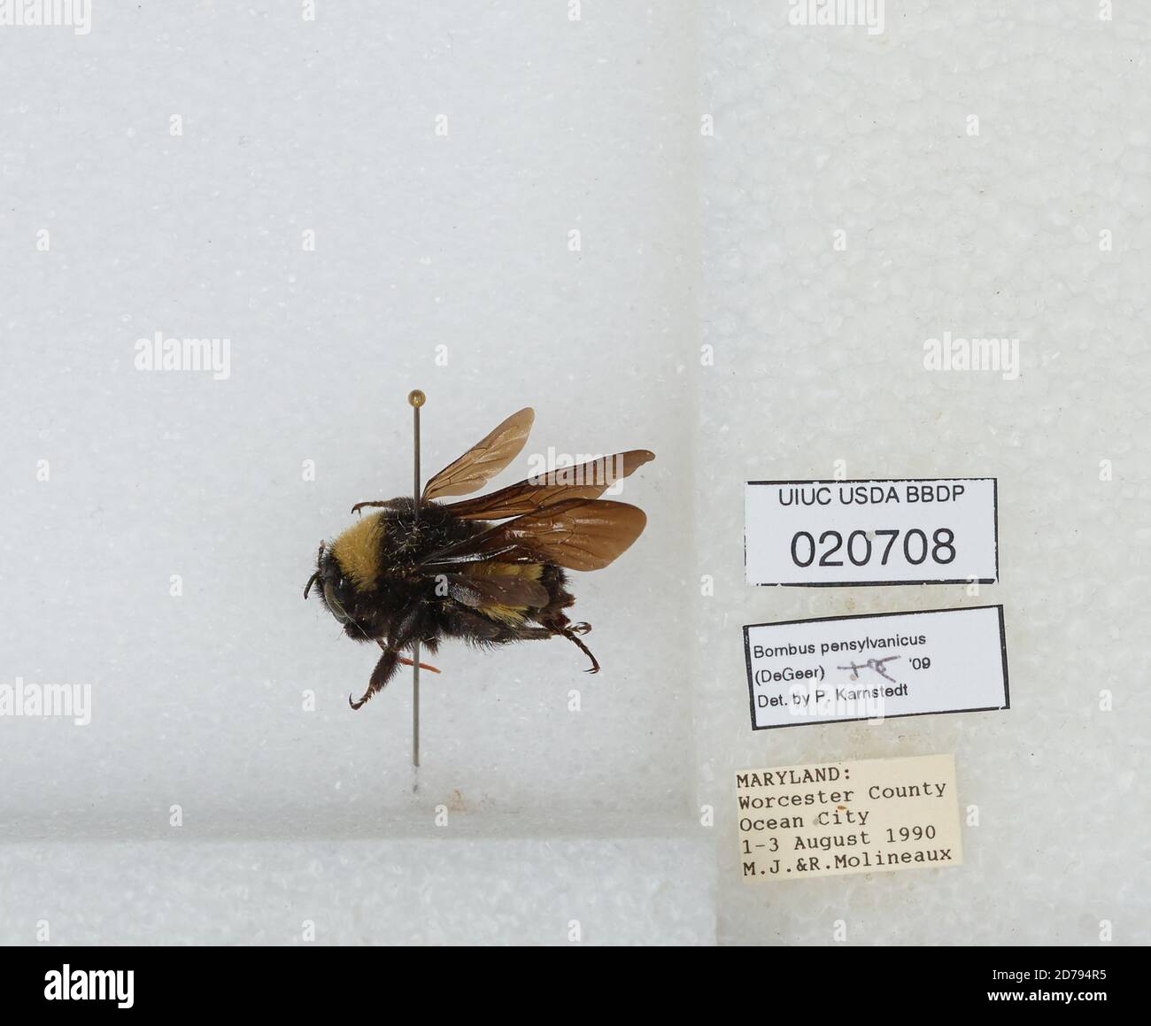 Ocean City, Worcester, Maryland, United States, Bombus sp., Animalia ...