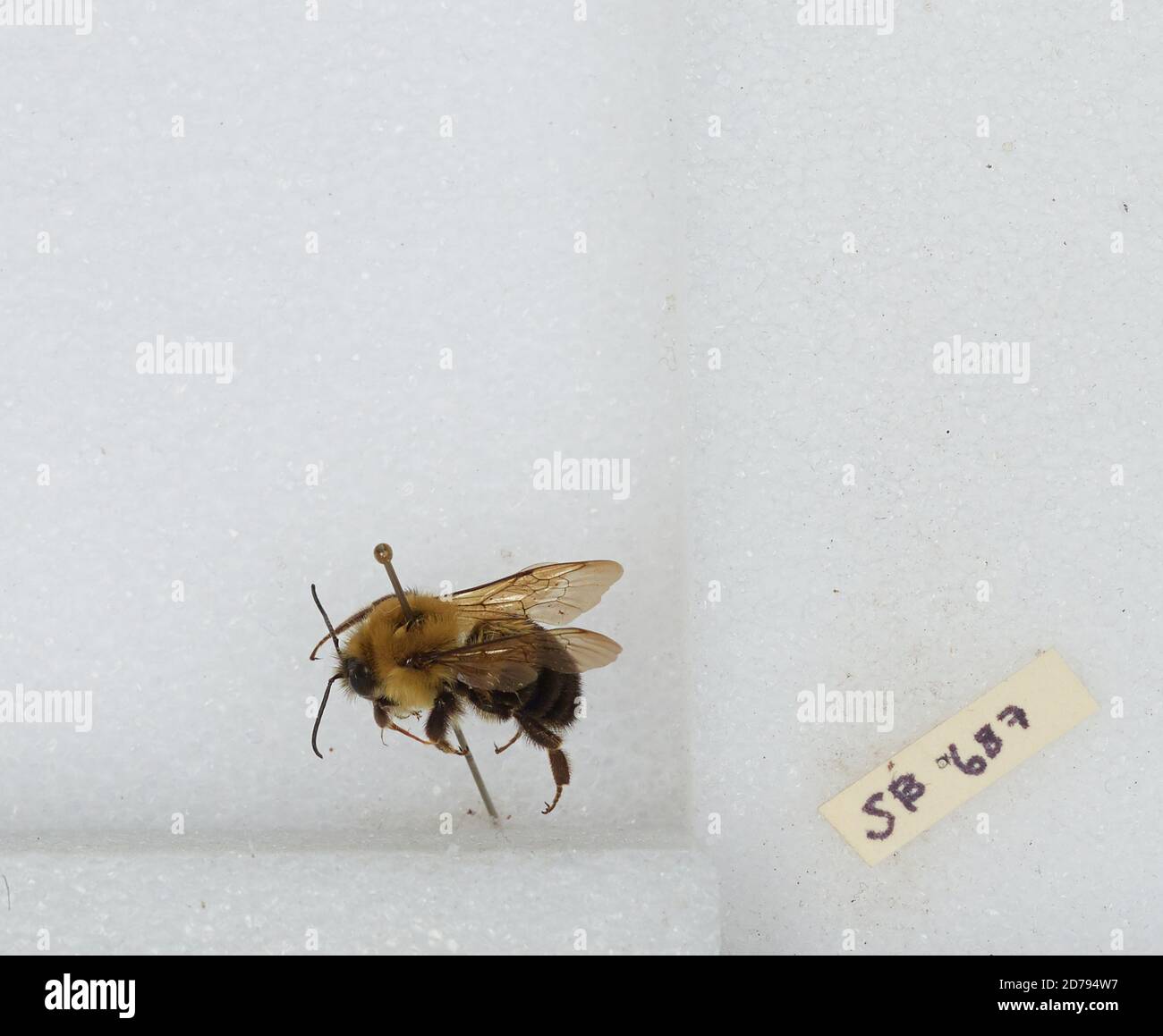 Bombus sp., Animalia, Arthropoda, Insecta, Hymenoptera, Apidae, Apinae ...