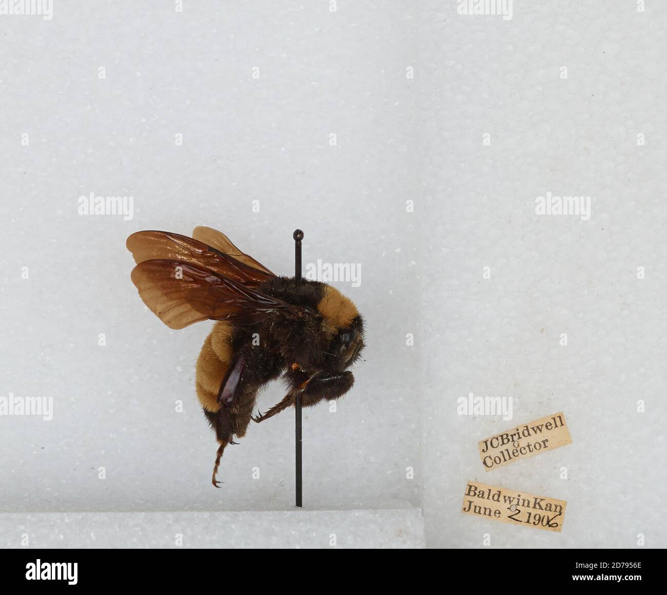 Baldwin, Douglas, Kansas, United States, Bombus sp., Animalia ...