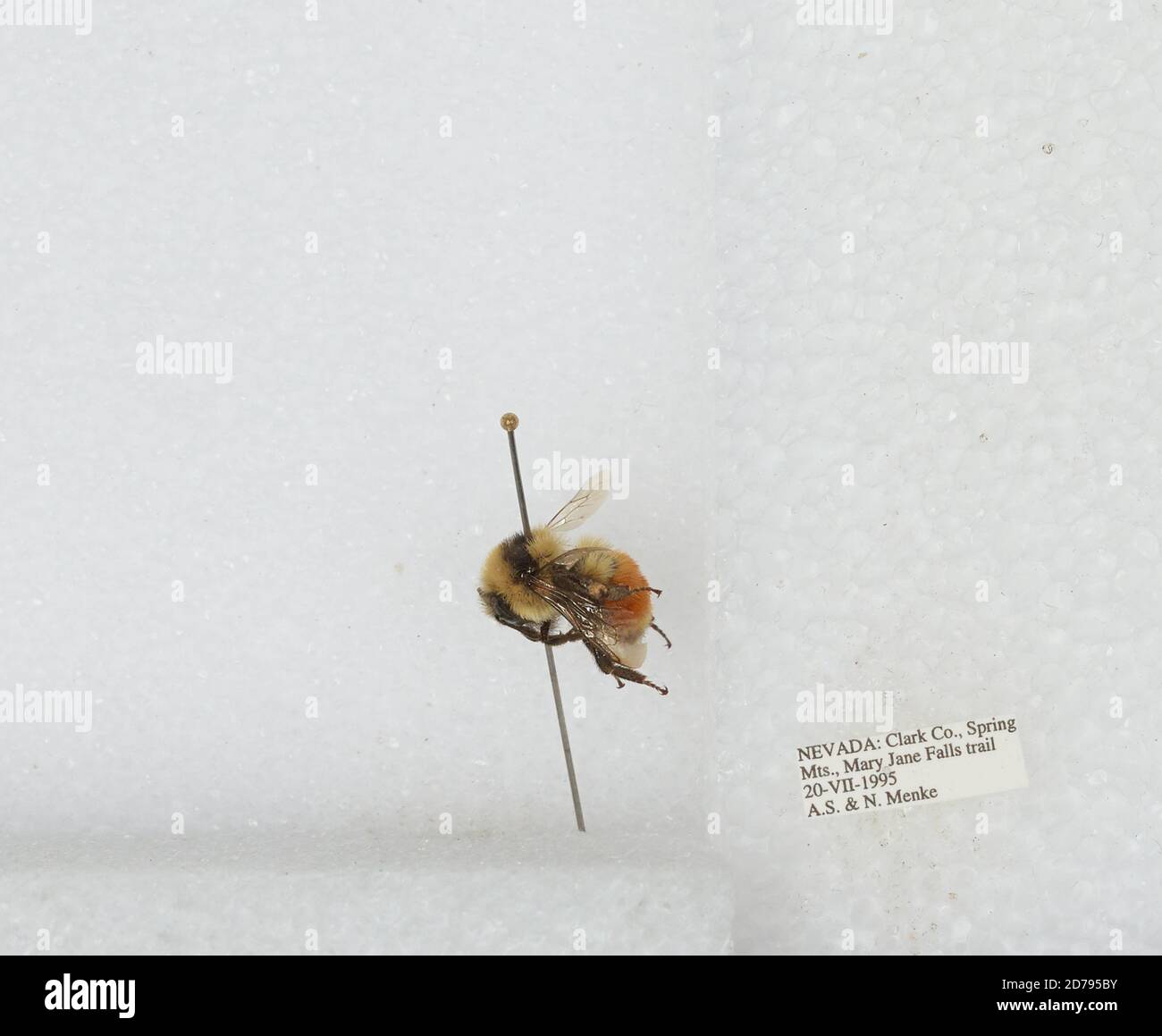 Jane Insect Spring Mountains, Mary Jane Falls trail, Clark, Nevada, United States ...