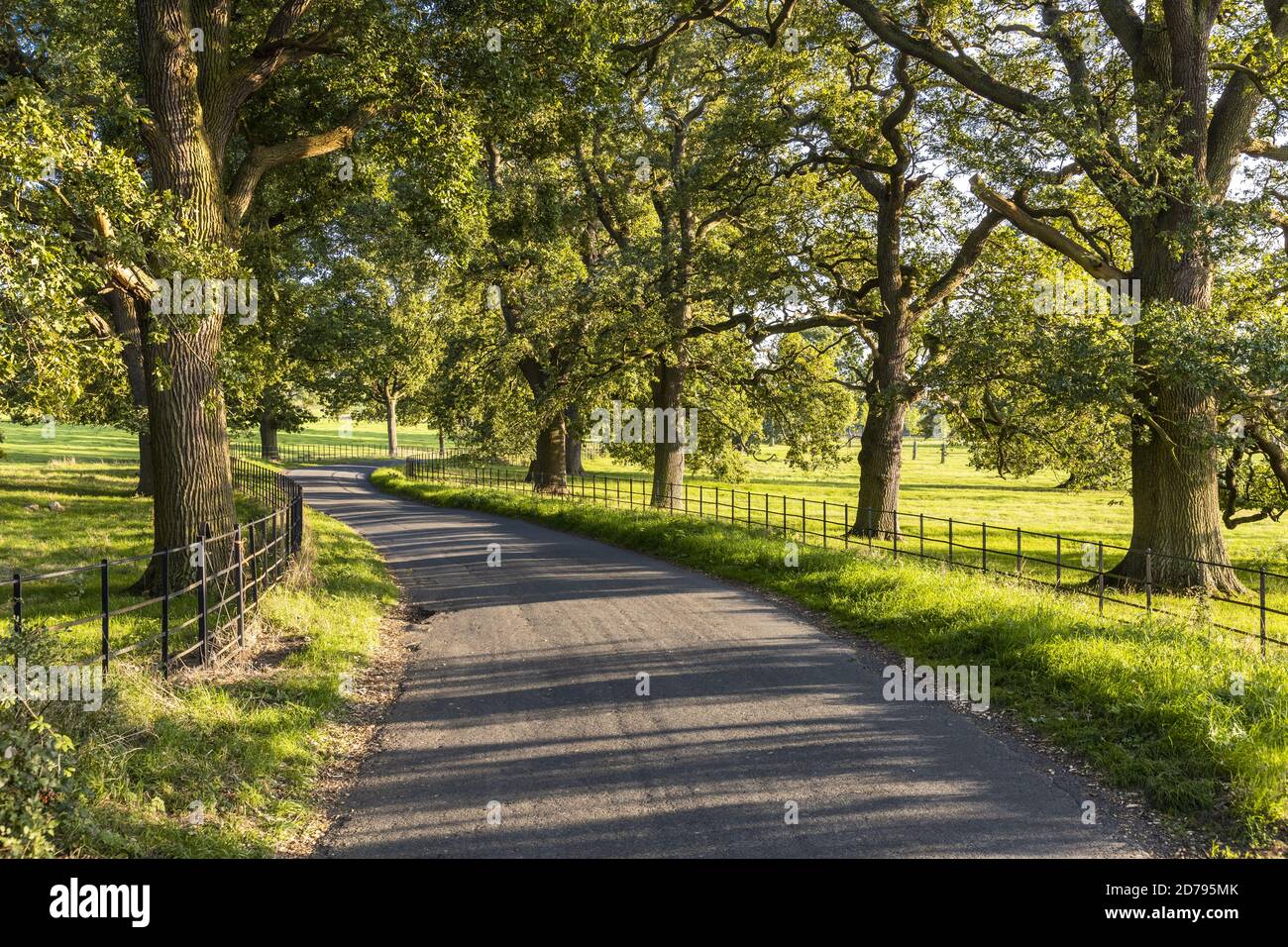 Evening light on an avenue of old oak trees beside a lane between the Cotswold villages of Stanton and Stanway Gloucestershire UK Stock Photo