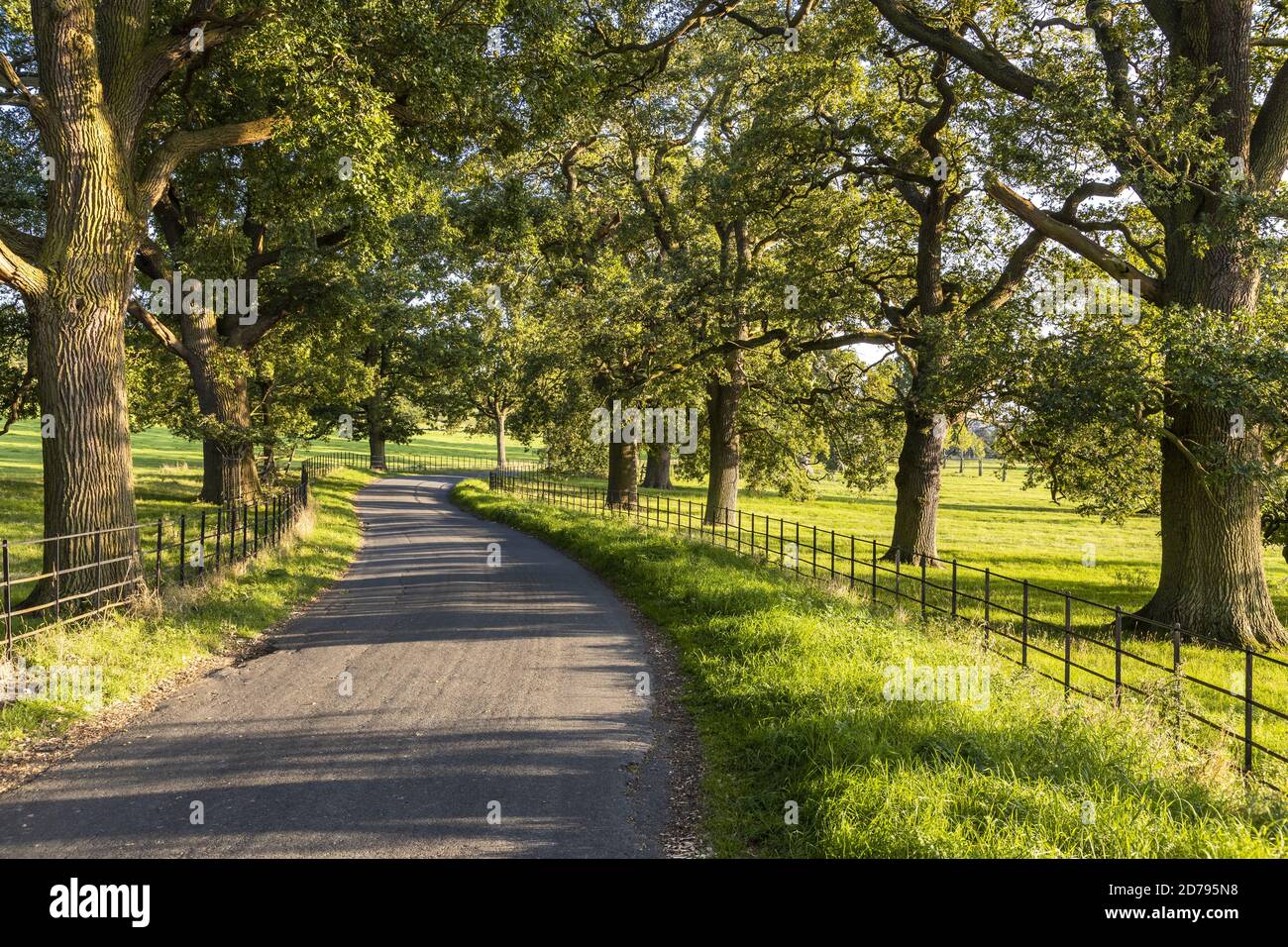 Evening light on an avenue of old oak trees beside a lane between the Cotswold villages of Stanton and Stanway Gloucestershire UK Stock Photo