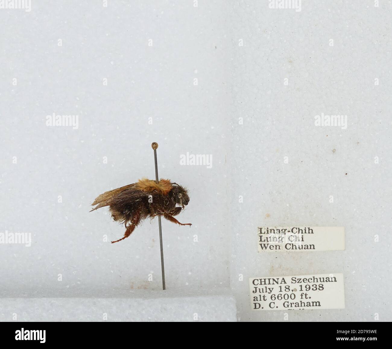 Linag-Chih, Lung Chi, Wenchuan Xian, Sichaun, China, Bombus sp ...
