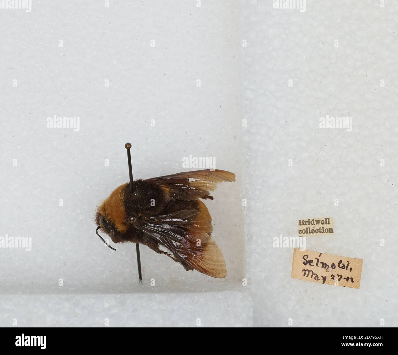 Anselmo Insect San Anselmo, Marin, California, United States, Bombus sp., Animalia ...