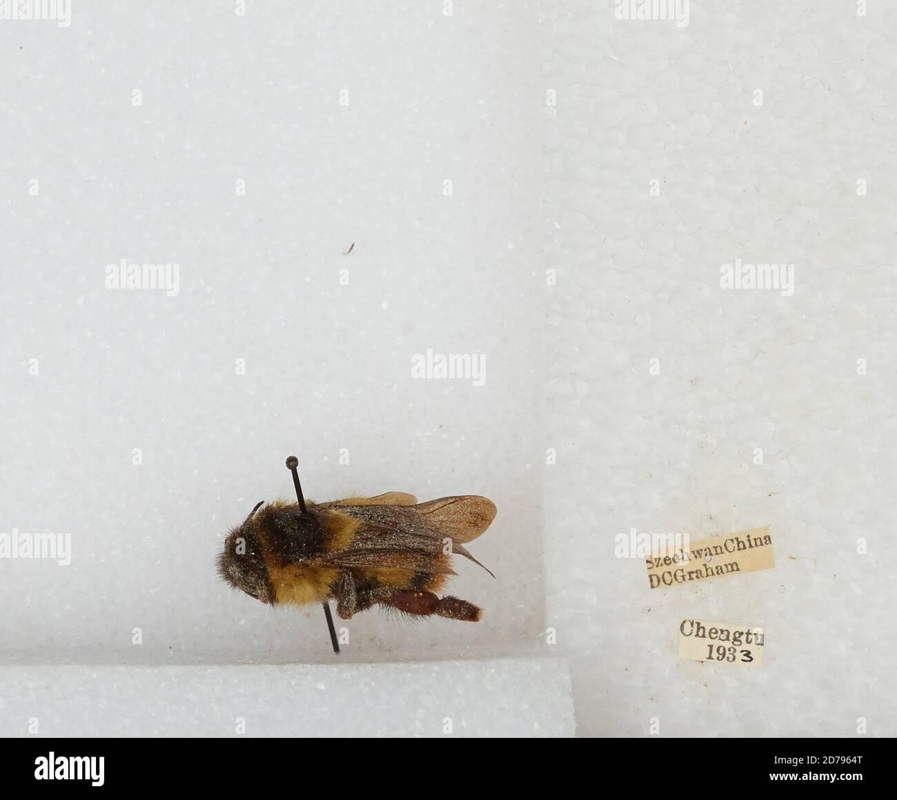 Chengdu Insects Chengdu, Sichuan, China, Bombus sp., Animalia, Arthropoda, Insecta ...