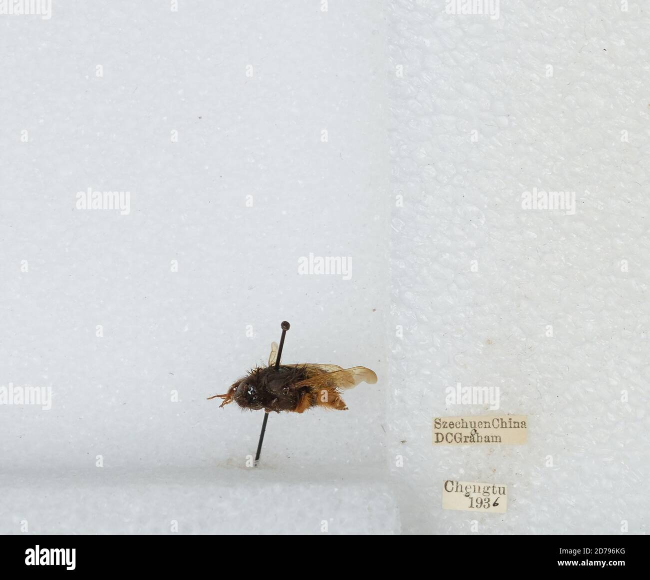 Chengdu Insects Chengdu, Sichuan, China, Bombus sp., Animalia, Arthropoda, Insecta ...