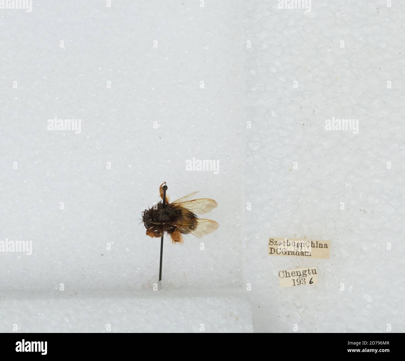 Chengdu Insects Chengdu, Sichuan, China, Bombus sp., Animalia, Arthropoda, Insecta ...