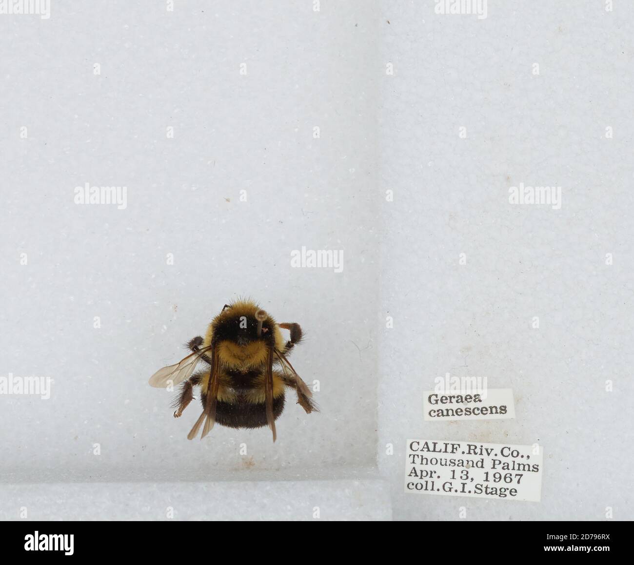 Thousand Palms, Riverside, California, United States, Bombus sp