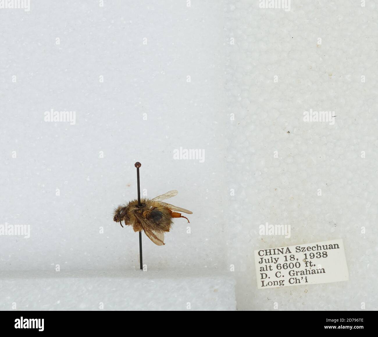 Chi Yan Insect Long Ch'i, Sichuan, China, Bombus sp., Animalia, Arthropoda, Insecta ...