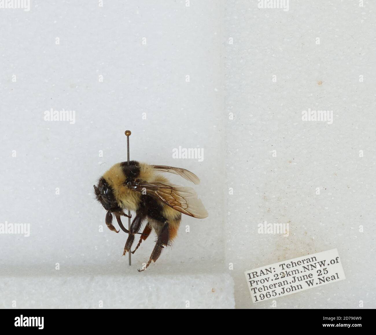 Iran Insects 22 km NNW of Tehran, Tehran, Iran, Bombus sp., Animalia, Arthropoda ...