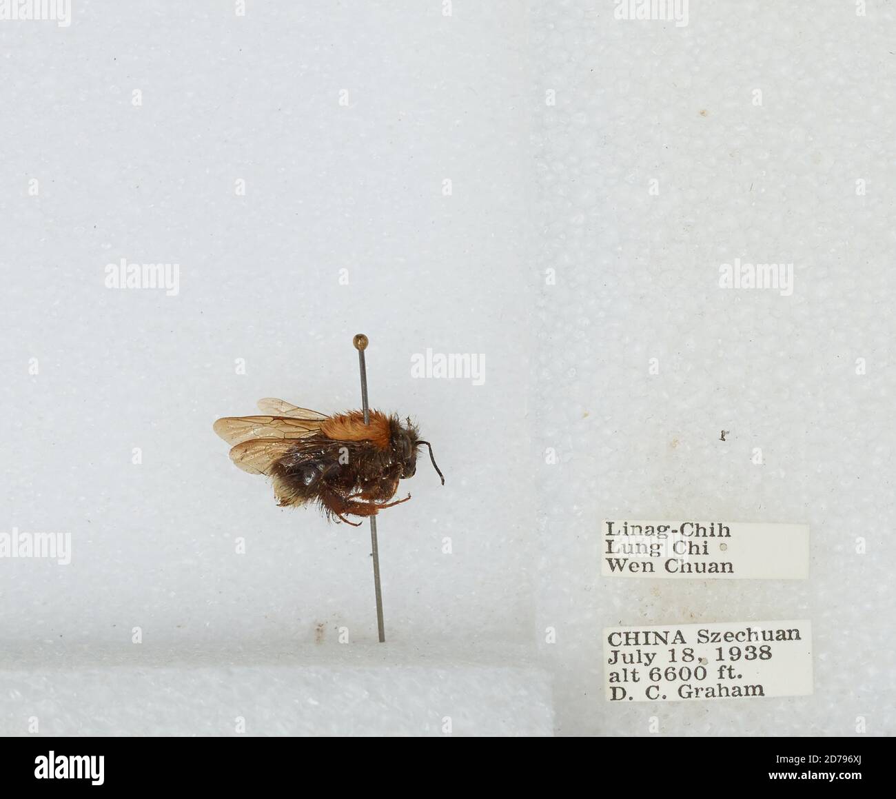 Linag-Chih, Lung Chi, Wenchuan Xian, Sichuan, China, Bombus sp ...