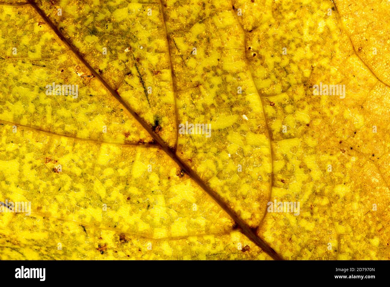 Close up detailed view of a sycamore tree (Acer pseudoplatanus) leaf showing veins and cell structure breaking down as autumn progresses Stock Photo