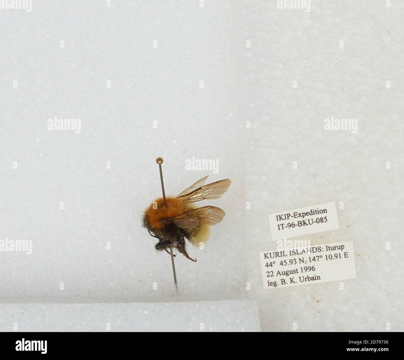 Ukap Insect Iturup, Kuril Islands, Sakhalin, Russia, Bombus sp., Animalia ...