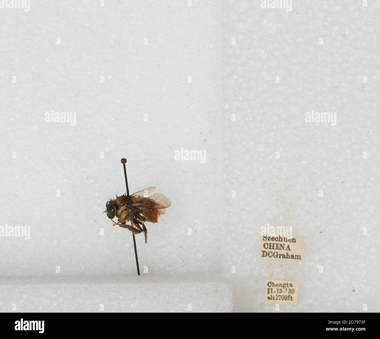 Chengdu Insects Chengdu, Sichuan, China, Bombus sp., Animalia, Arthropoda, Insecta ...