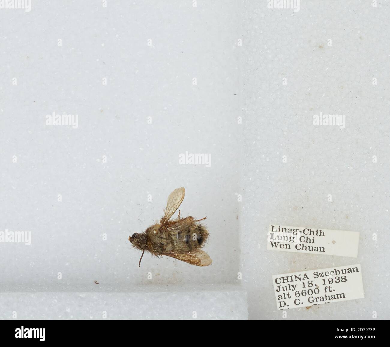 Linag-Chih, Lung Chi, Wenchuan Xian, Sichuan, China, Bombus sp ...