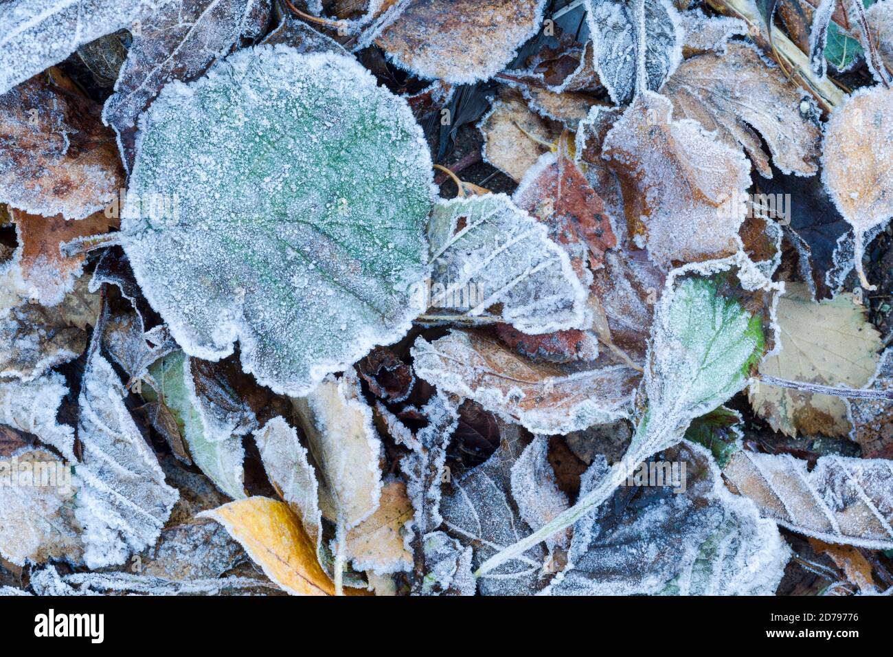 Mosaic of fallen leaves lying on the ground and covered with frost Stock Photo