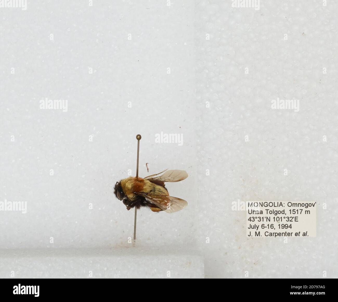 Ukhaa Tolgod, Ovorkhangai, Mongolia, Bombus sp., Animalia, Arthropoda ...
