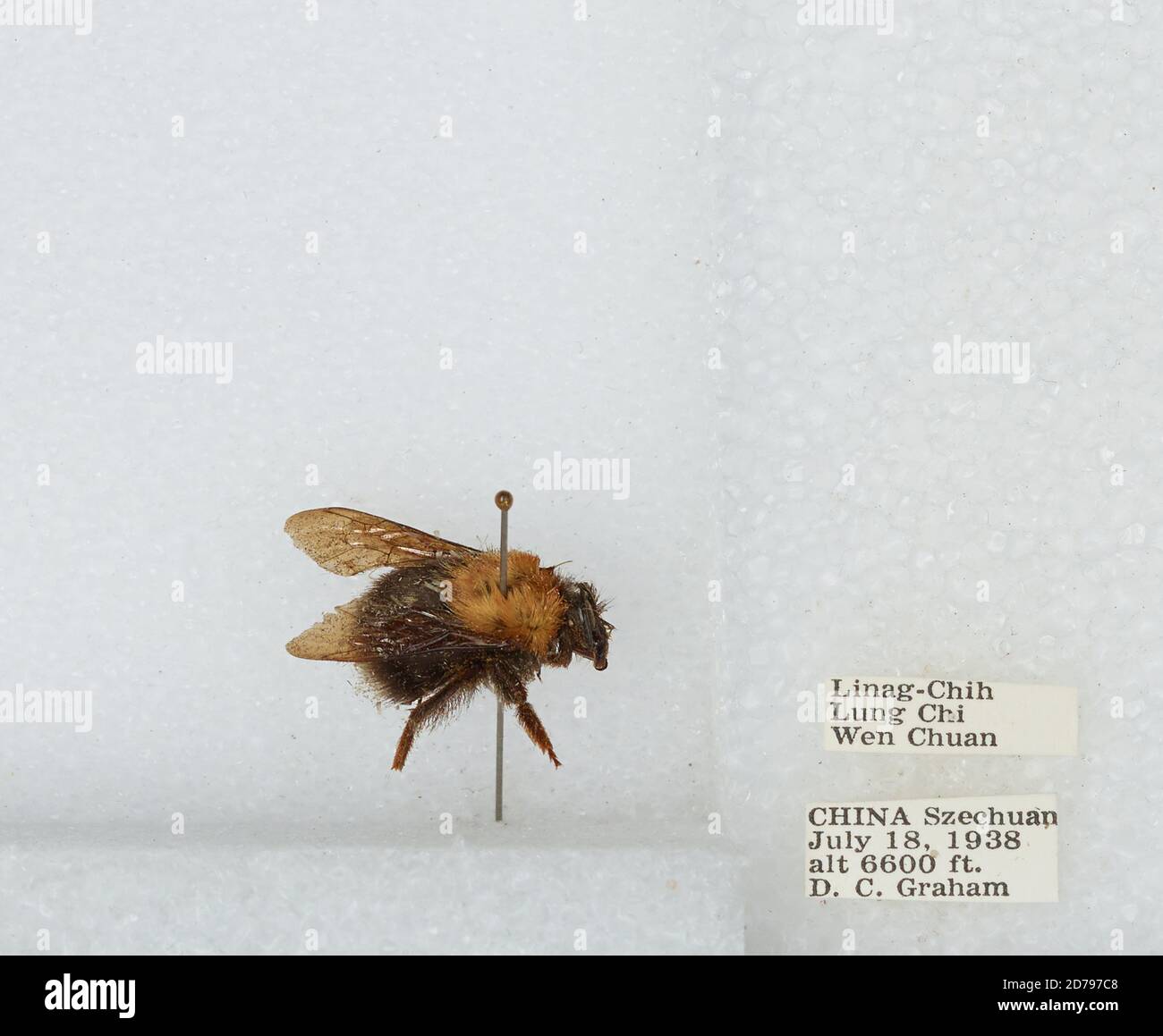 Linag-Chih, Lung Chi, Wenchuan Xian, Sichuan, China, Bombus sp ...